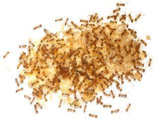 Myrmica rubra 
