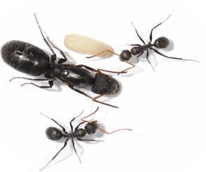 Camponotus crassus 