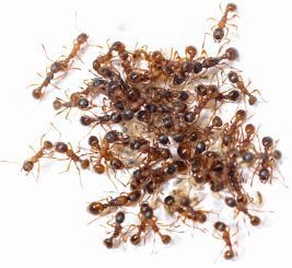 Myrmica ruginodis 