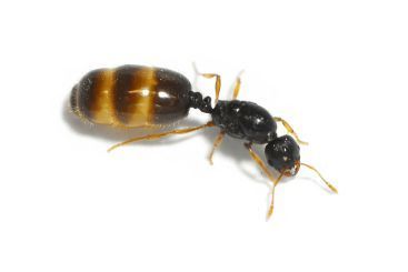 Solenopsis fugax 