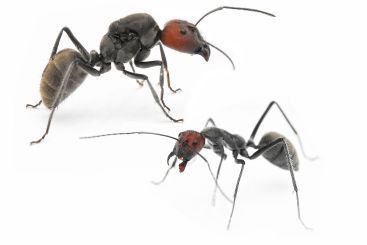 Camponotus singularis 