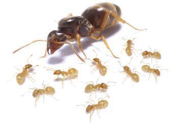 Lasius flavus 