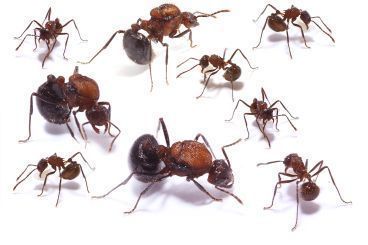 Myrmicaria brunnea 