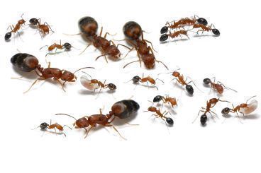 Monomorium bicolor 