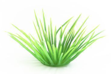 Ameisen Gras 