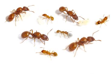 Tetramorium erectum 