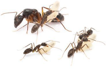 Camponotus rufipes 