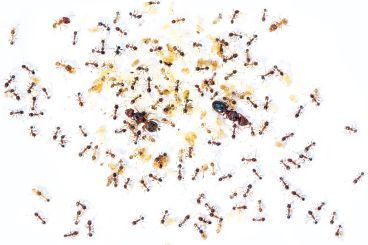 Pheidole indica 