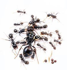 Messor barbarus 1 Königin, 18-30 Arbeiterinnen