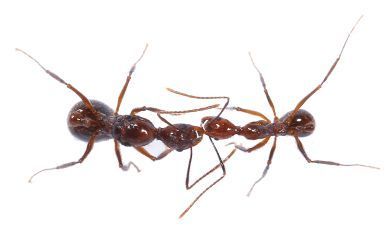 Aphaenogaster beccarii 
