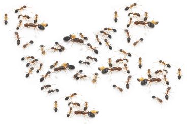 Erromyrma latinodis 