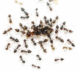 Crematogaster rudis 