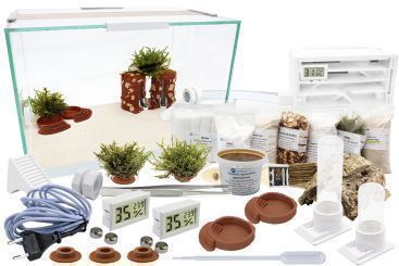 Ameisenkomplettset XL-S Ameisenfarm H1 & Ameisen nach Wahl 