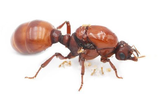 Carebara / Pheidologeton castanea 