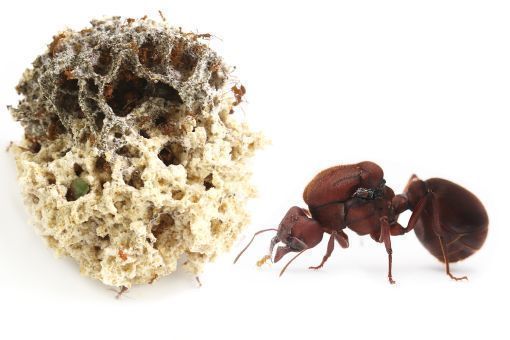 Atta cephalotes 
