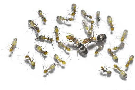 Forelius mccooki 