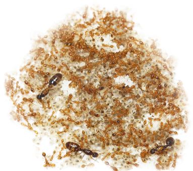 Solenopsis tipuna 