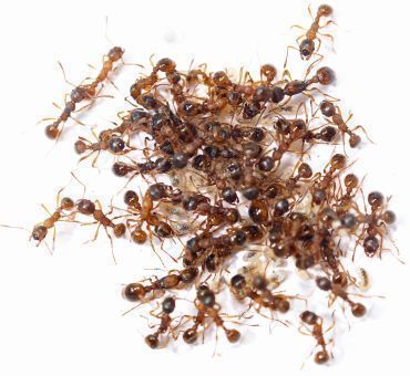 Myrmica ruginodis 