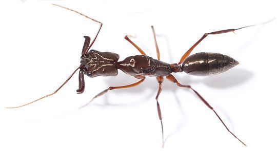 Odontomachus chelifer 