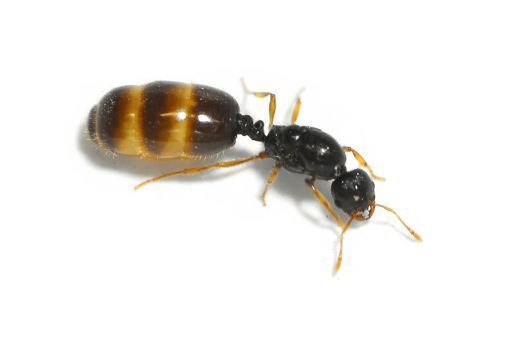 Solenopsis fugax 