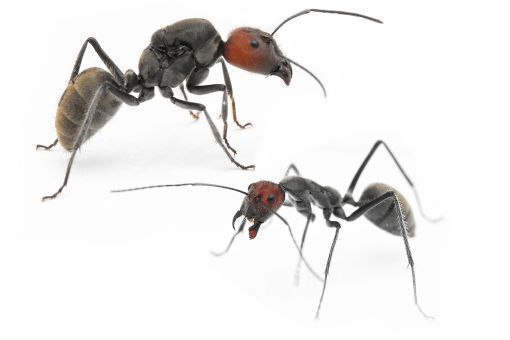 Camponotus singularis 