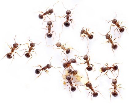 Pristomyrmex pungens 