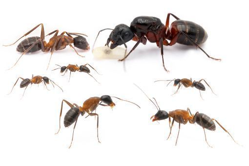 Camponotus ligniperdus 