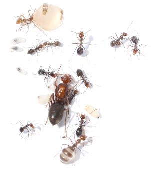 Myrmecocystus mimicus 