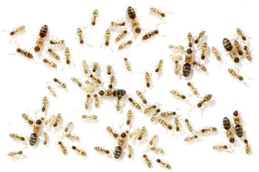Tapinoma melanocephalum Ghost Ants 