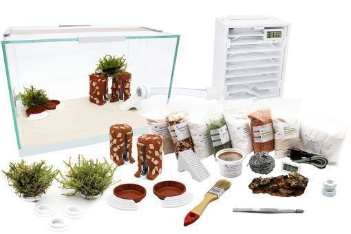 Ameisen Starter Set XL-S Ameisenfarm H2 & Ameisen nach Wahl 
