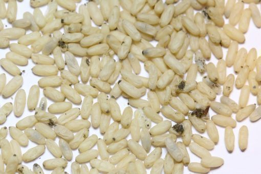 Brut von Formica fusca 