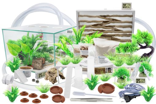 Ameisenfarm Komplettset 3XL & Ameisenfarm S10 & Ameisen nach Wahl Monomorium subopacum 3 Königinnen, 26-50 Arbeiterinnen