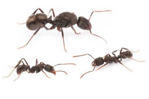 Ectatomma ruidum 
