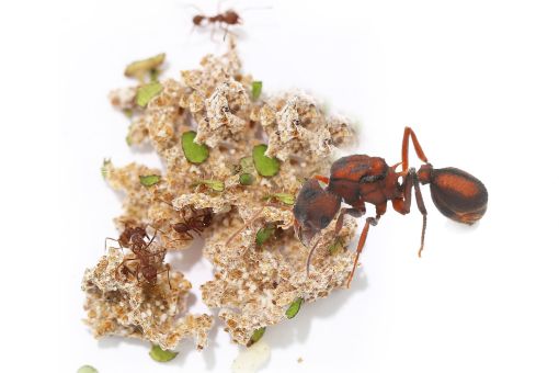 Acromyrmex versicolor 