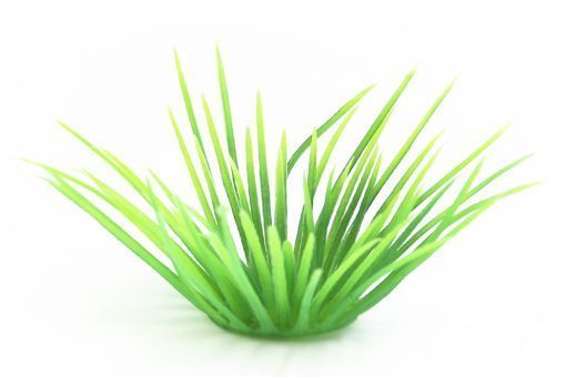 Ameisen Gras 