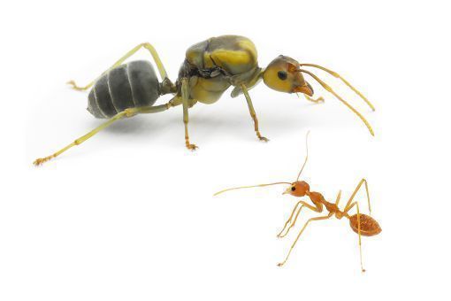 Oecophylla smaragdina 