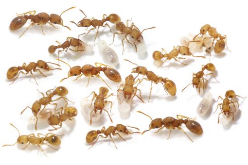 Tetramorium simillimum 