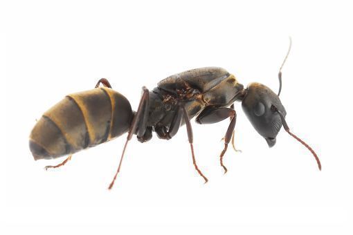 Colobopsis leonardi 