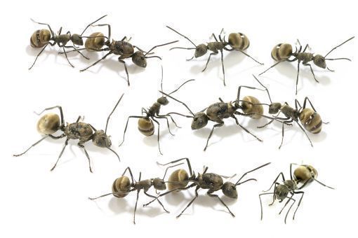 Polyrhachis dives 