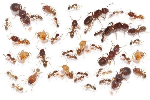 Pheidole megacephala 