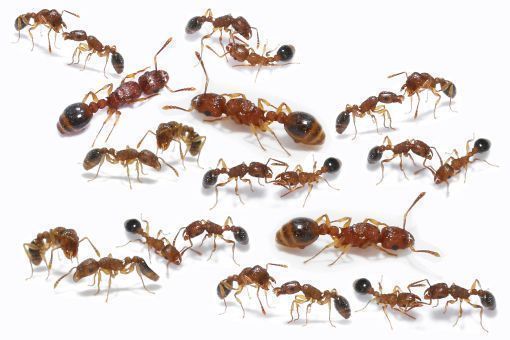 Tetramorium bicarinatum 8 Königinnen, 101-150 Arbeiterinnen