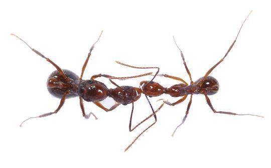 Aphaenogaster beccarii 