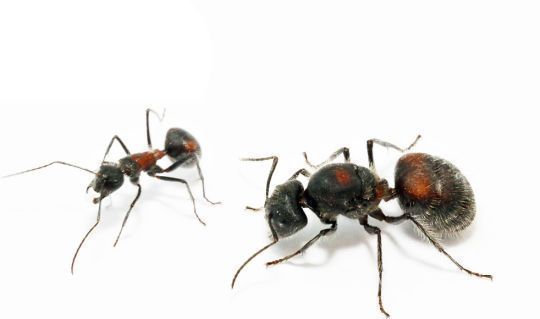 Camponotus xiangban 