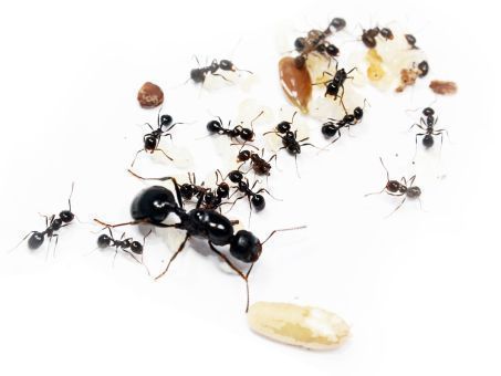 Messor wasmanni 