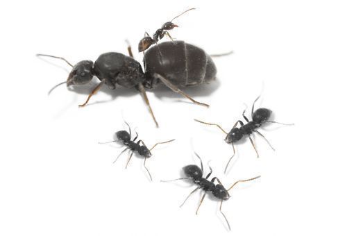 Lasius grandis 