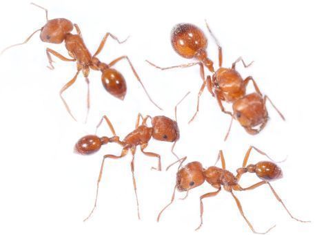 Pogonomyrmex badius 