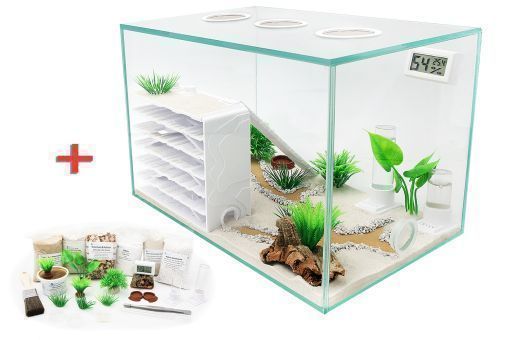 Ameisenkomplettset D + Interne Ameisenfarm P1 + Ameisen nach Wahl 1x Set ohne Ameisen