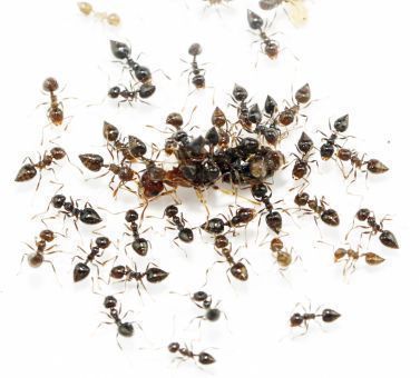 Crematogaster rudis 