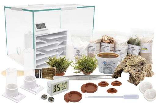 Ameisenkomplettset N + Interne Ameisenfarm P1 + Ameisen nach Wahl 