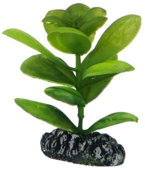 Saururus Pflanze 
